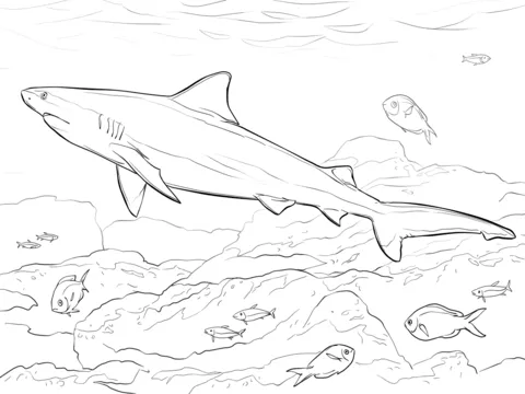 shark (15)