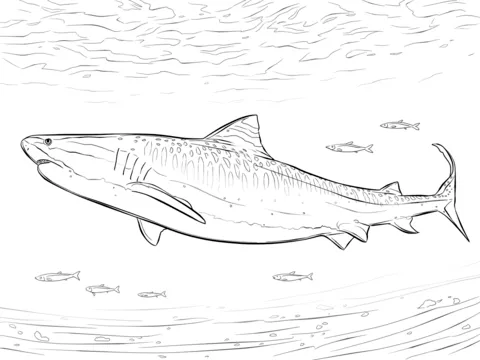 shark (16)