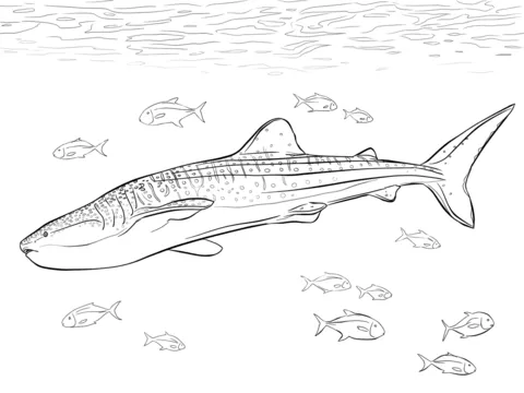 shark (17)