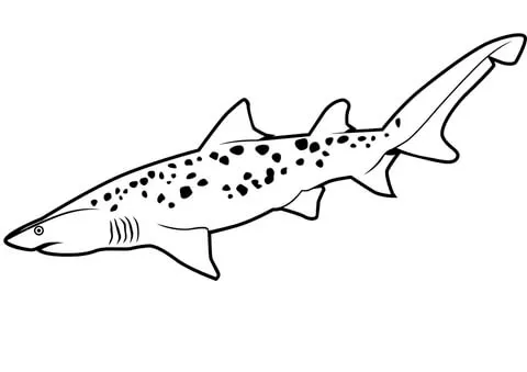 shark (18)