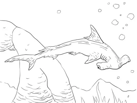 shark (19)