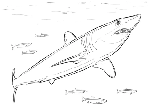 shark 21