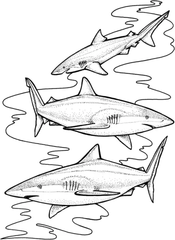 shark (22)