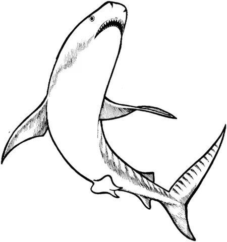 shark (23)