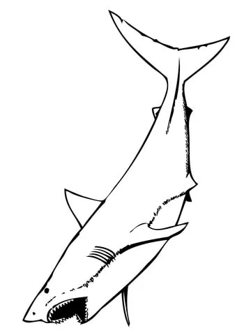 shark (8)