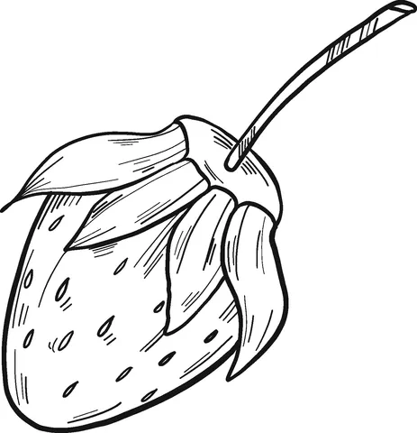 strawberry (15)