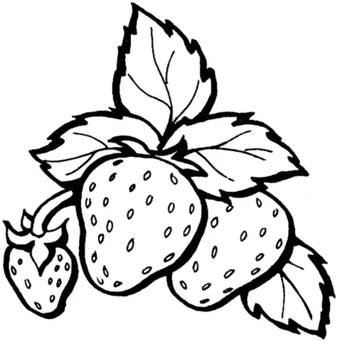 strawberry (16)