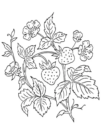 strawberry (21)