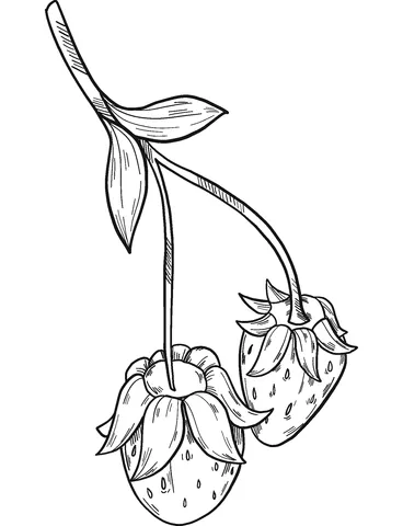 strawberry (4)