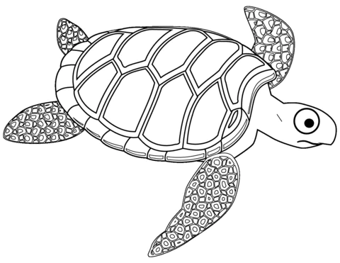 turtle (1)