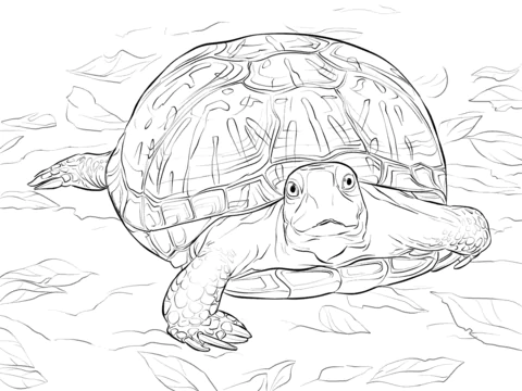 turtle (10)