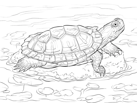 turtle (11)