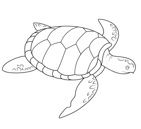 turtle (12)