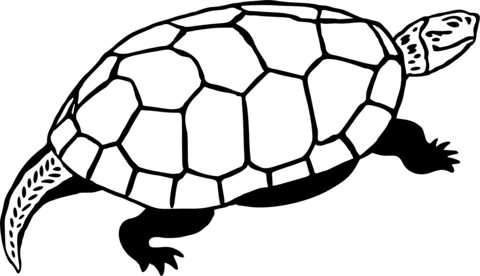 turtle (13)