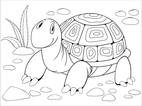 turtle (14)