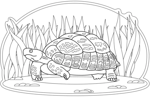 turtle (15)