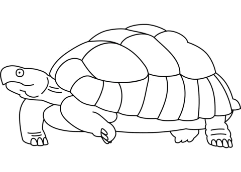 turtle (16)