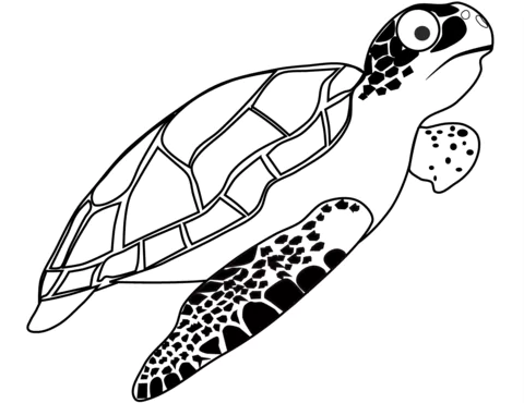 turtle (17)