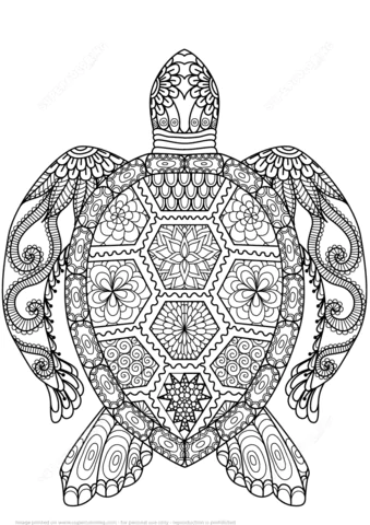 turtle (18)