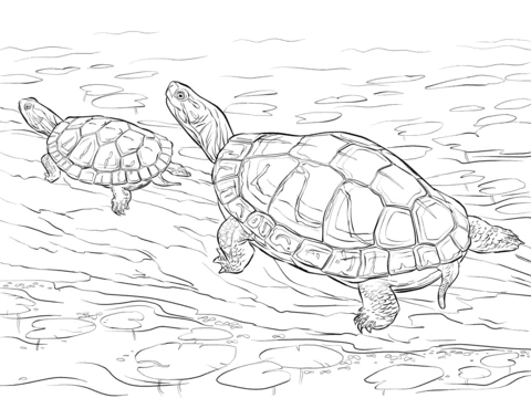 turtle (19)