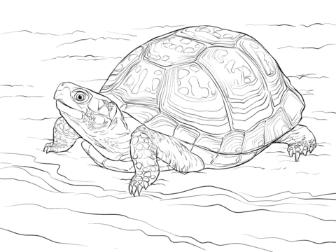 turtle (2)
