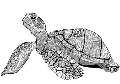 turtle (20)