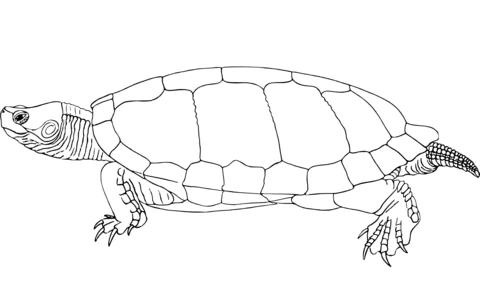 turtle (21)