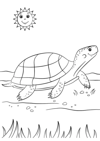 turtle (22)