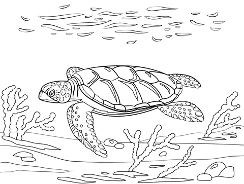 turtle (24)