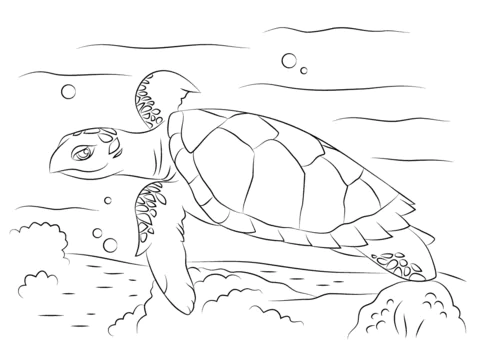 turtle (3)