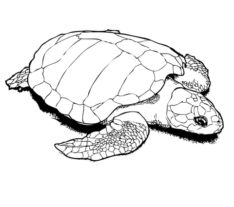 turtle (5)