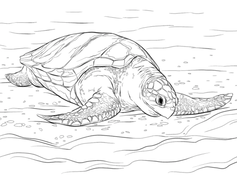 turtle (7)