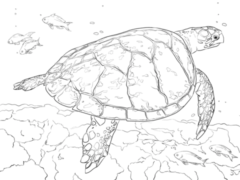 turtle (8)
