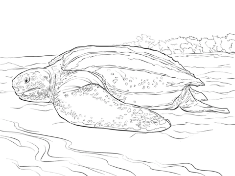 turtle (9)