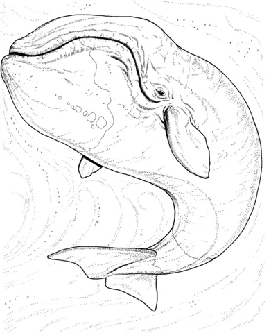whale (1)