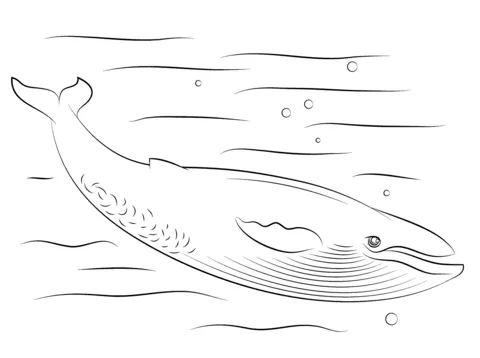 whale (10)