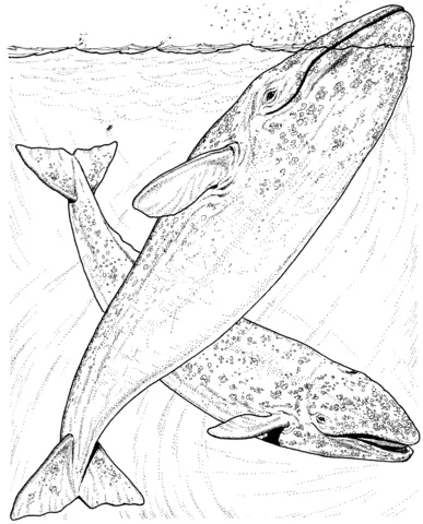 whale (12)