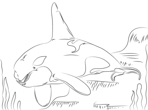whale (15)