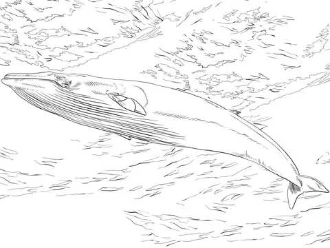 whale (16)