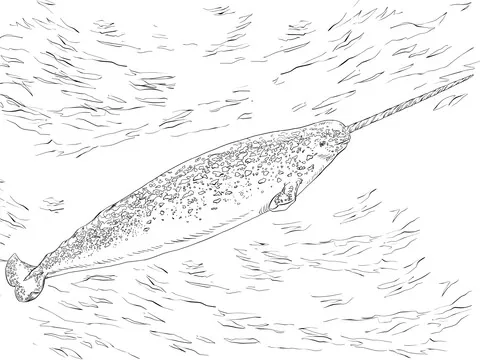 whale (18)