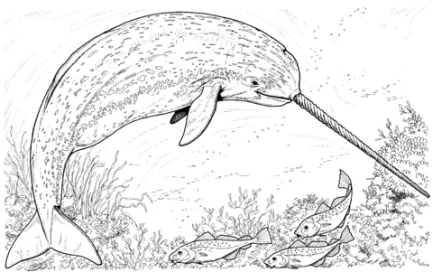 whale (2)