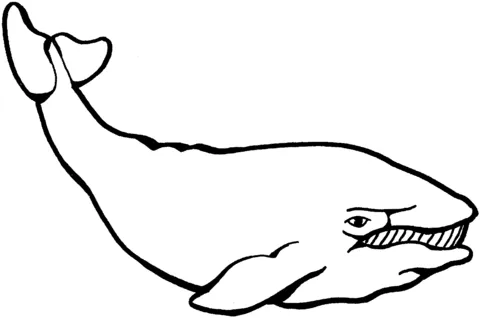 whale (20)