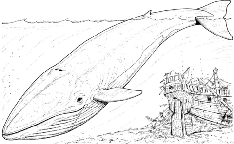 whale (21)