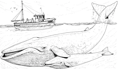 whale (22)