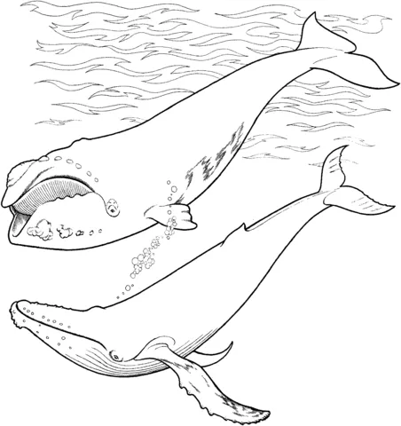 whale (24)