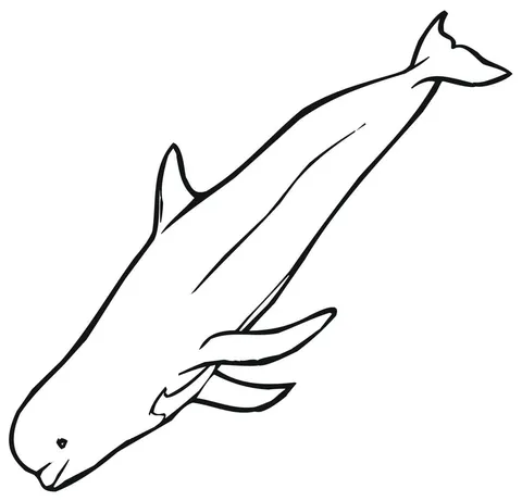 whale (3)