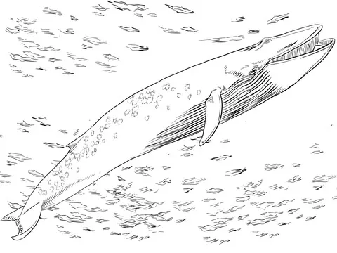 whale (4)
