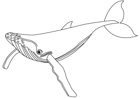whale (5)
