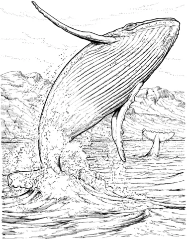 whale (7)
