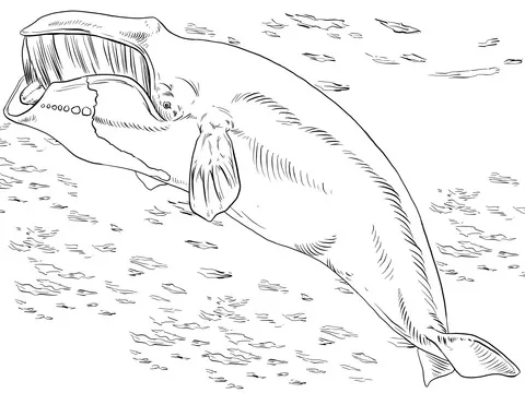 whale (8)